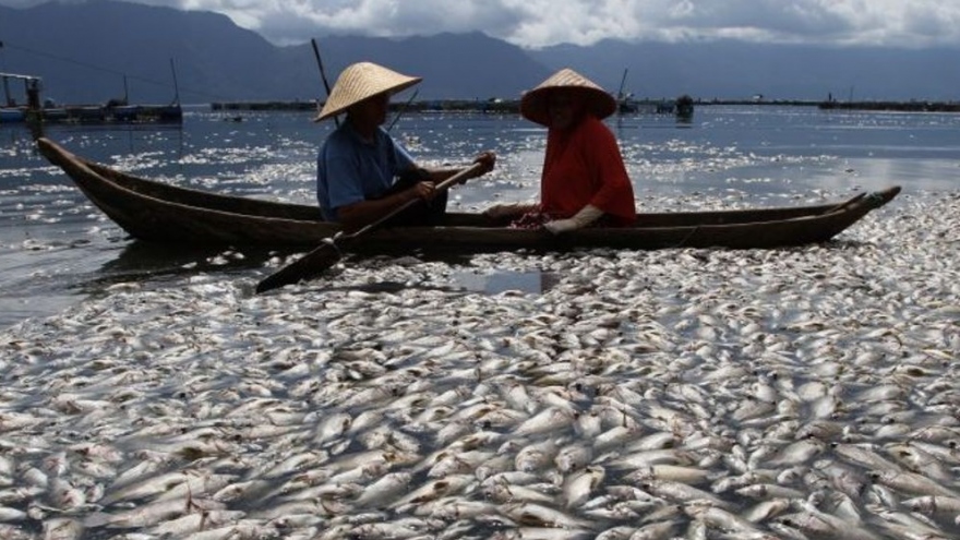 Giải mã vụ hàng trăm nghìn tấn cá chết nổi trên hồ núi lửa tại Indonesia